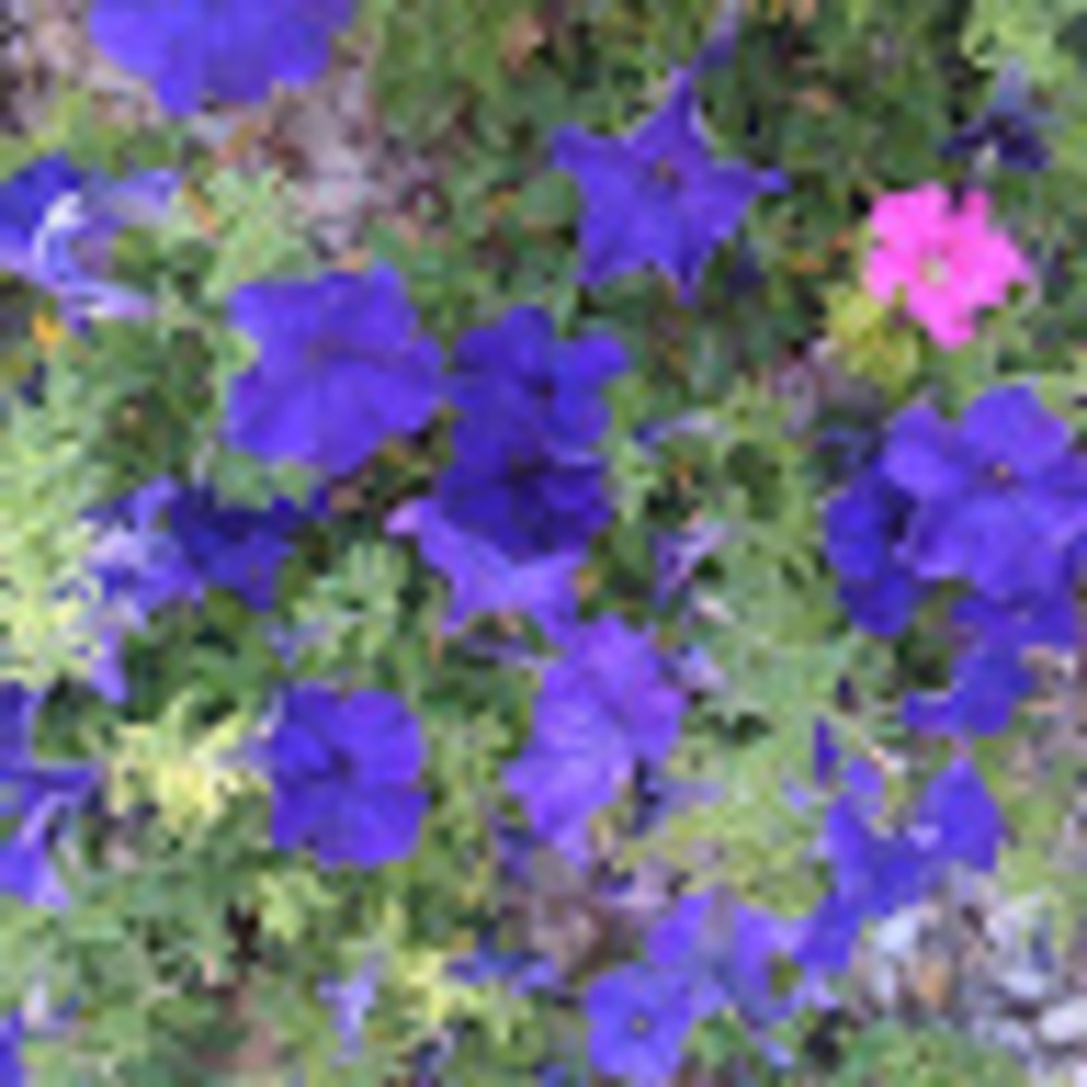 Meet your Posher, O.